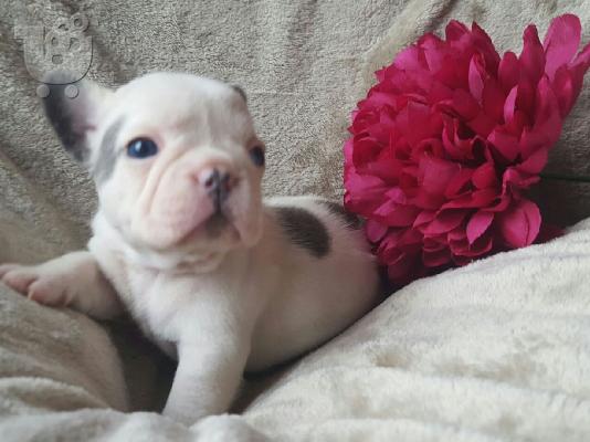 PoulaTo: French bulldog
